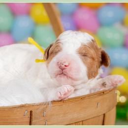 Rose - Parti female Goldendoodle puppy in Connersville, Indiana from Deaz Doodle Ranch