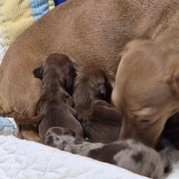 Male - Chocolate and tan male Dachshund puppy in St. Agatha, Maine from Spruce Valley Miniature Dachshunds & Boston Terriers