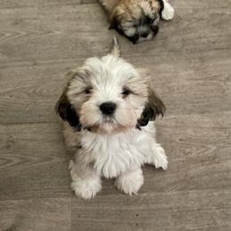 Care Bear - Brindle female Lhasa Apso puppy in Fort Worth, Texas from Sheri's Lhasa Apso Puppies