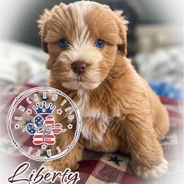 Liberty - Wheaten female Miniature Schnauzer puppy in Dorr, Michigan from Enchanted Paws