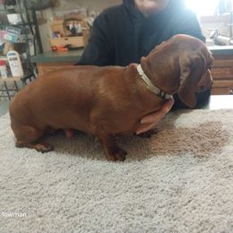 Lucy - Dachshund