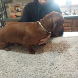 Lucy - Dachshund
