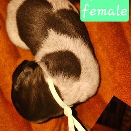 Season Opening aka May - Liver and white female German Shorthaired Pointer puppy in La Porte, Indiana from T Double H German Shorthaired Pointers