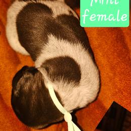 Season Opening aka May - Liver and white female German Shorthaired Pointer puppy in La Porte, Indiana from T Double H German Shorthaired Pointers