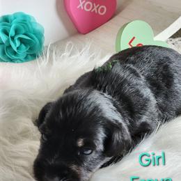 Miniature Schnauzer Puppies from Weiland's Ruby