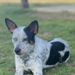 Australian Cattle Dog, Australian Shepherd, Companion Cross, and Miniature Australian Shepherd Puppies from MK Aussies