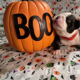 Boston Terrier Puppies from So Cal Boston’s