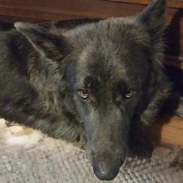 Hara - German Shepherd