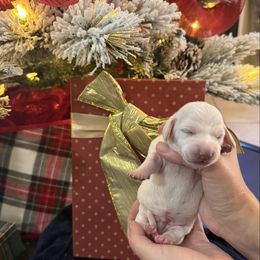 Prince Andrew - Dapple male Dachshund puppy in El Cajon, California from Lisa Buxton