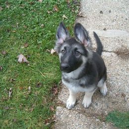 Shiloh Shepherd Puppies from Solace Shilohs