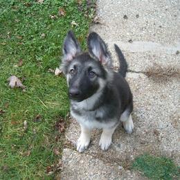 Shiloh Shepherd Puppies from Solace Shilohs