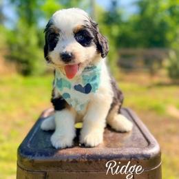 Ridge - Black tri-color male Aussiedoodle puppy in Chattanooga, Tennessee from Remedy Ranch Aussiedoodles