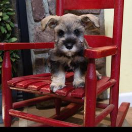 Miniature Schnauzer Puppies from Beyond Blessed Pawz