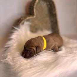 Nola - Yellow female Labrador Retriever puppy in Rocky Top, Tennessee from Rocky Top Retrievers
