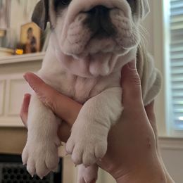 Bulldog Puppies from Sweet Rolls