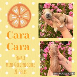 Cara Cara - Apricot female Goldendoodle puppy in Chattanooga, Tennessee from Scenic City Doodles