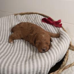 Red girl 3422 includes USdelivery - Red  female Goldendoodle puppy in Mayfield, Utah from Ruff Country Doodles