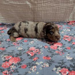 Tessa - Dapple female Dachshund puppy in Lyles, Tennessee from Knox Ridge Dachshunds