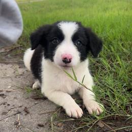 Happy - Black and white male Border Collie puppy in Oberlin, Kansas from Hangin R Kennels