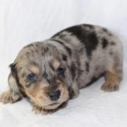 Salem - Dapple male Dachshund puppy in Powderly, Texas from Kuttin’ Up Mini Aussies