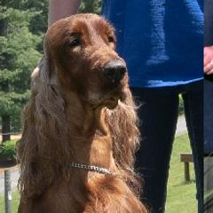 Aurora - Irish Setter