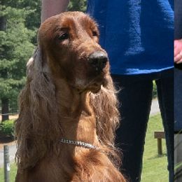 Aurora - Irish Setter
