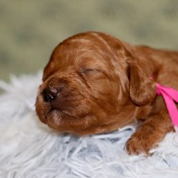 Girl 1 - Red Cavapoo puppy in Mouth Of Wilson, Virginia from HoneyBunn Doodle Co.