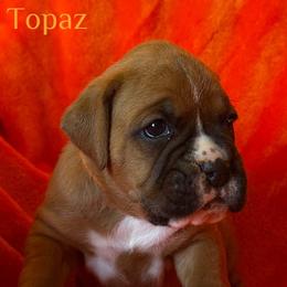 Boxer Puppies from Vincent's Pride Boxers