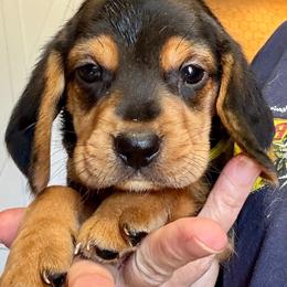 Legolas - Black and tan male Beagle puppy in Viper, Kentucky from Mountain Top