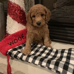 Bernedoodle, Goldendoodle, and Aussiedoodle Puppies from Lakeside Doodles