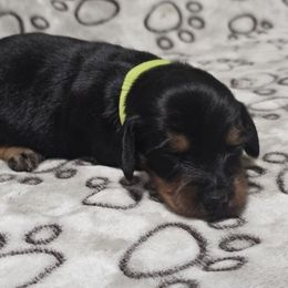 Neon Green Female - Black and tan female Dachshund puppy in Trade, Tennessee from TN Miniature Dachshunds & Basset Hounds