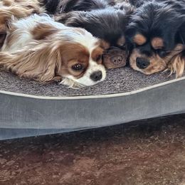 Charlotte - Cavalier King Charles Spaniel