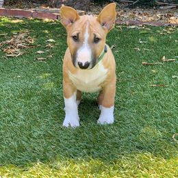 Miniature Bull Terrier Puppies from Tonka Miniature Bull Terriers