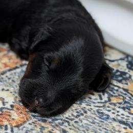 Sweettart - Phantom female Bernedoodle puppy in El Campo, Texas from Little Fur Friends Bernedoodles