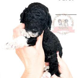 Female Pick Number 6 - Blue merle female Aussiedoodle puppy in Corydon, Indiana from Ridgeline Doodles