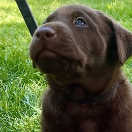 Boy 2 - Chocolate Labrador Retriever puppy in Sandpoint, Idaho from Allen Sunnyside AKC Labs