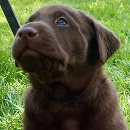 Boy 2 - Chocolate Labrador Retriever puppy in Sandpoint, Idaho from Allen Sunnyside AKC Labs