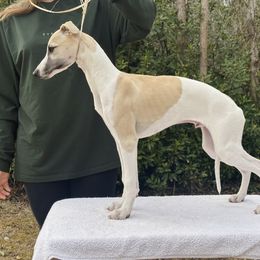 Jonah - Whippet