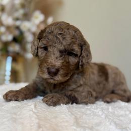 Funfetti - Merle female Goldendoodle puppy in Caldwell, Idaho from Leila Pearson