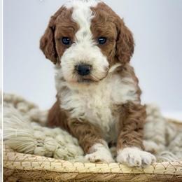 Black collar - Red  male Goldendoodle puppy in Newcastle, Oklahoma from Ritzy Creek Doodles