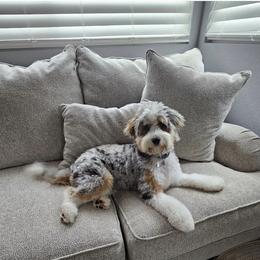Aussiedoodle and Australian Shepherd Puppies from Junipersdoodles