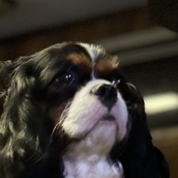 Emma - Cavalier King Charles Spaniel