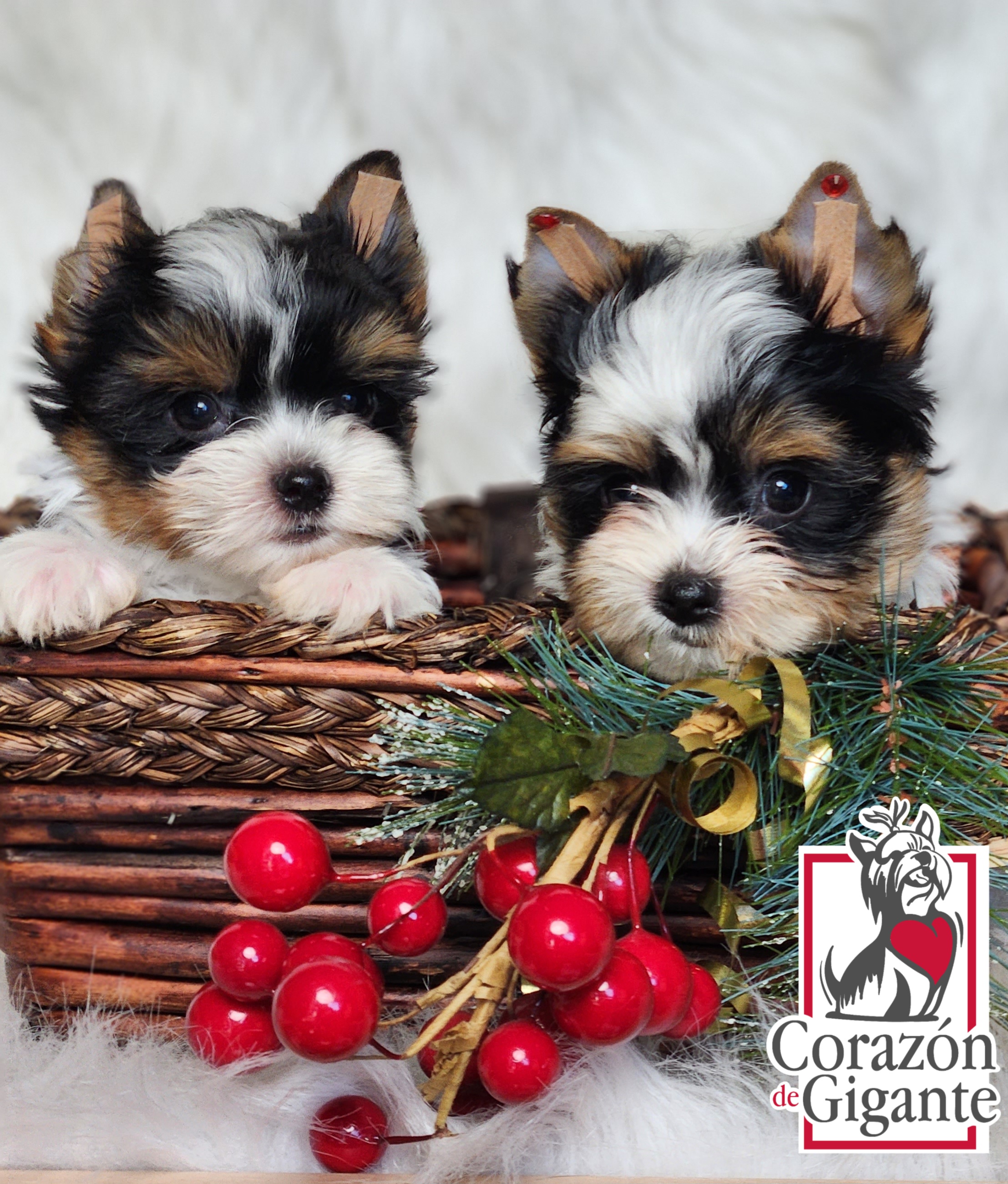 Biewer Terrier and Yorkshire Terrier Puppies from Corazón de gigante