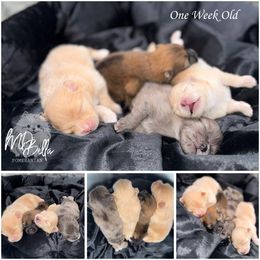 Akc Ringo - Blue merle Pomeranian puppy in Houston, Texas from MD Bella Pomeranian