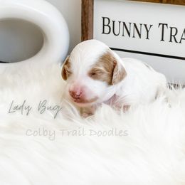 Girl 1 - Goldendoodle puppy in Glendora, California from Colby Trail Doodles