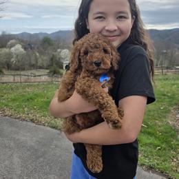 Bernedoodle, Goldendoodle, and Poodle Puppies from 4goldendoodles