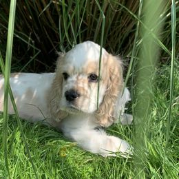 Jeremy - Buff and white Cocker Spaniel puppy in Virginia from S&J Spaniels