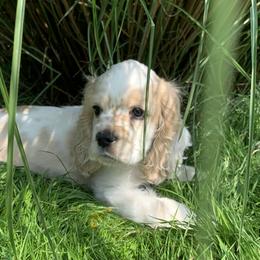 Jeremy - Buff and white Cocker Spaniel puppy in Virginia from S&J Spaniels