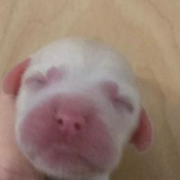 Light pink - Blue belton and tan (tri-color) female English Setter puppy in Morrice, Michigan from Wild Bird Setters