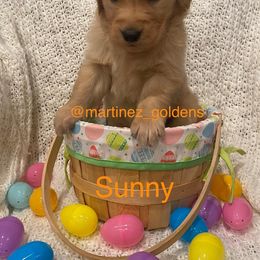Boy 2 - Golden Retriever puppy in Victorville, California from Martinez Goldens